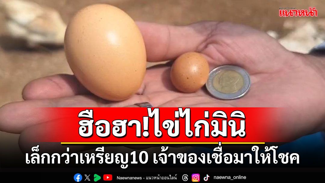 ฮือฮา! ไข่ไก่มินิเล็กกว่าเหรียญสิบเจ้าของเชื่อมาให้โชคขอเก็บไว้เป็นศิริมงคล