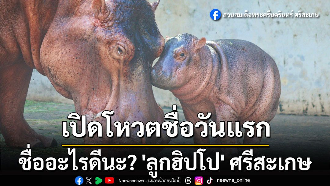 ชื่ออะไรดีนะ? เปิดโหวตวันแรก 'ลูกฮิปโป' ศรีสะเกษ