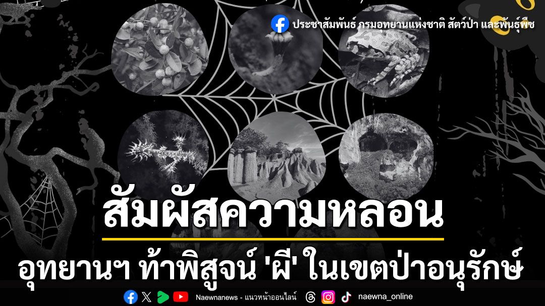 สัมผัสความหลอน! ต้อนรับ'ฮาโลวีน' อุทยานฯท้าพิสูจน์'ผี'ในเขตป่าอนุรักษ์