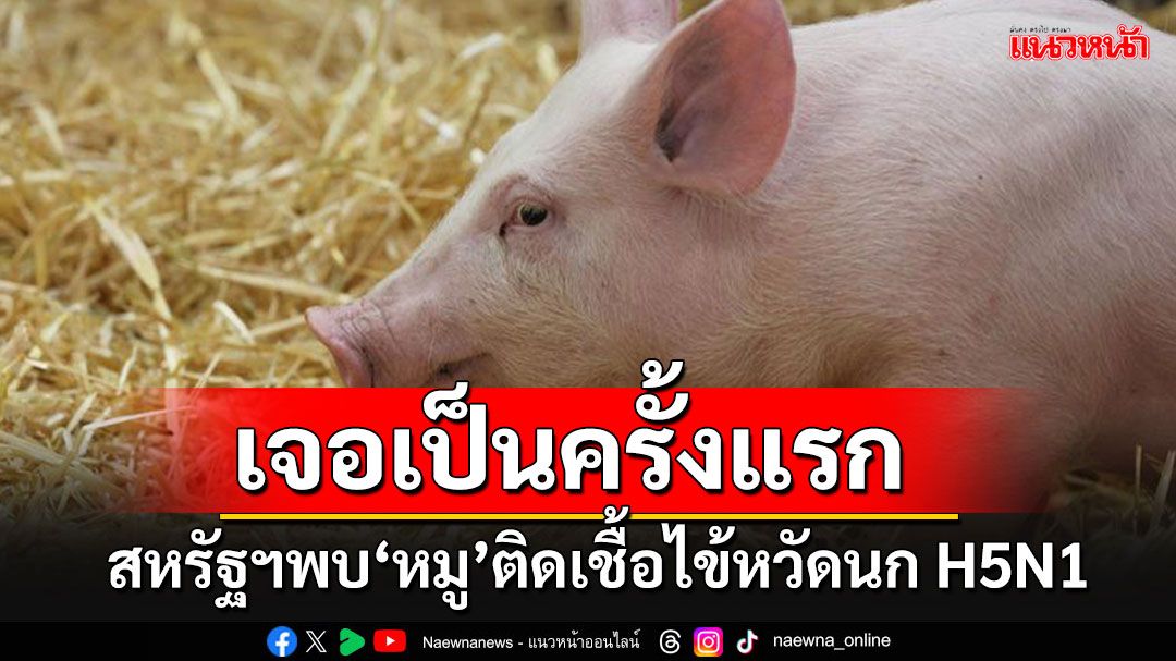 สหรัฐฯพบ'หมู'ติดเชื้อไข้หวัดนก H5N1 เป็นครั้งแรก