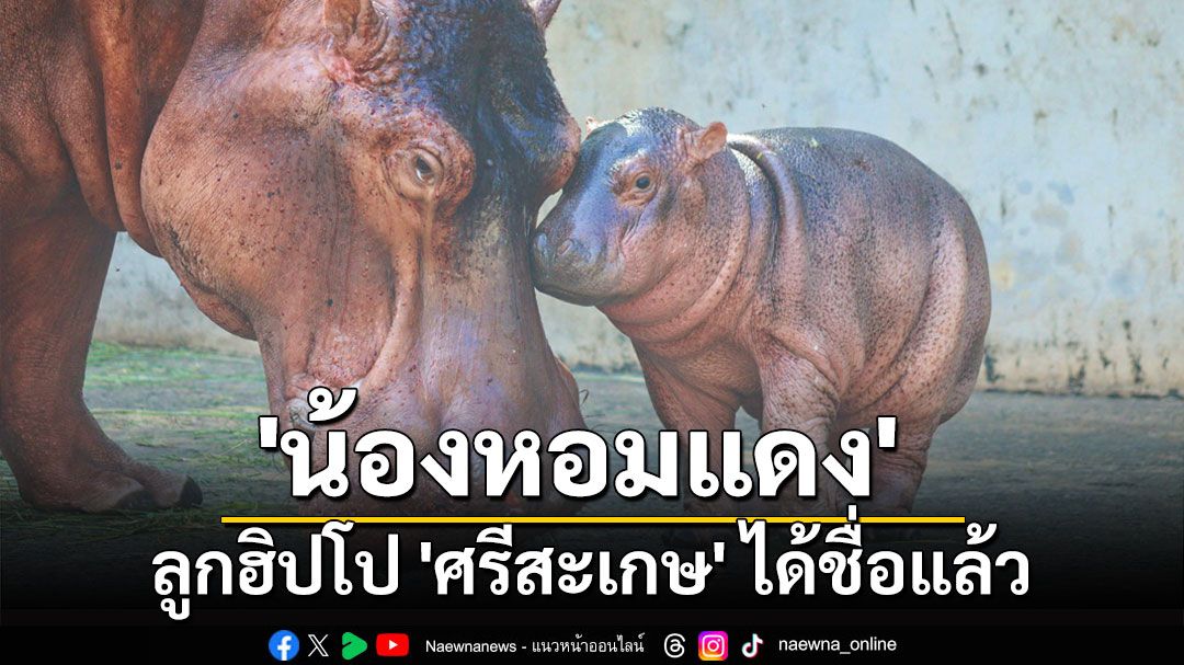 ลูกฮิปโป 'ศรีสะเกษ' ได้ชื่อแล้ว 'น้องหอมแดง'