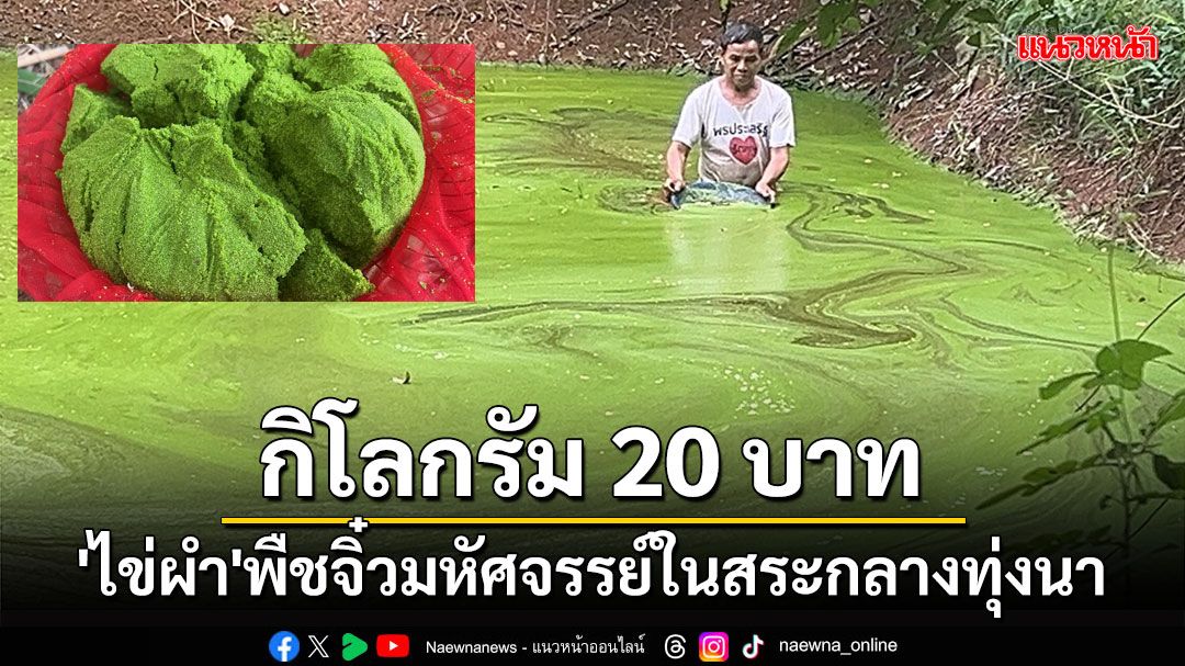 'ไข่ผำ'พืชจิ๋วมหัศจรรย์ในสระกลางทุ่งนามีคุณค่าทางการโภชนาการสูงขายตลาดนัดกิโลละ20บาท