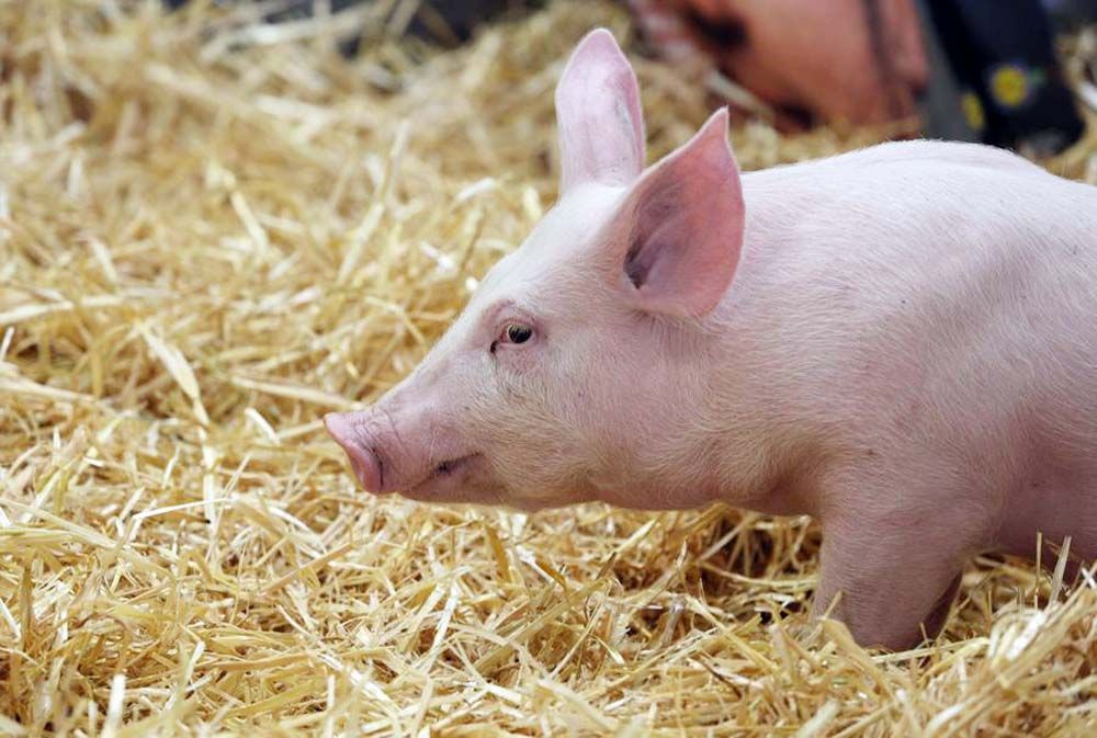 Health News: The United States found pigs infected with H5N1 bird flu for the first time.