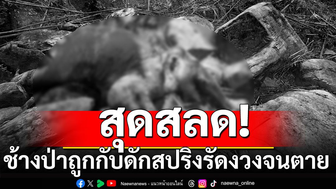 สุดสลด! ช้างป่าถูกกับดักสปริงรัดงวงจนตาย ที่เขตรักษาพันธุ์สัตว์ป่าภูหลวง จ.เลย