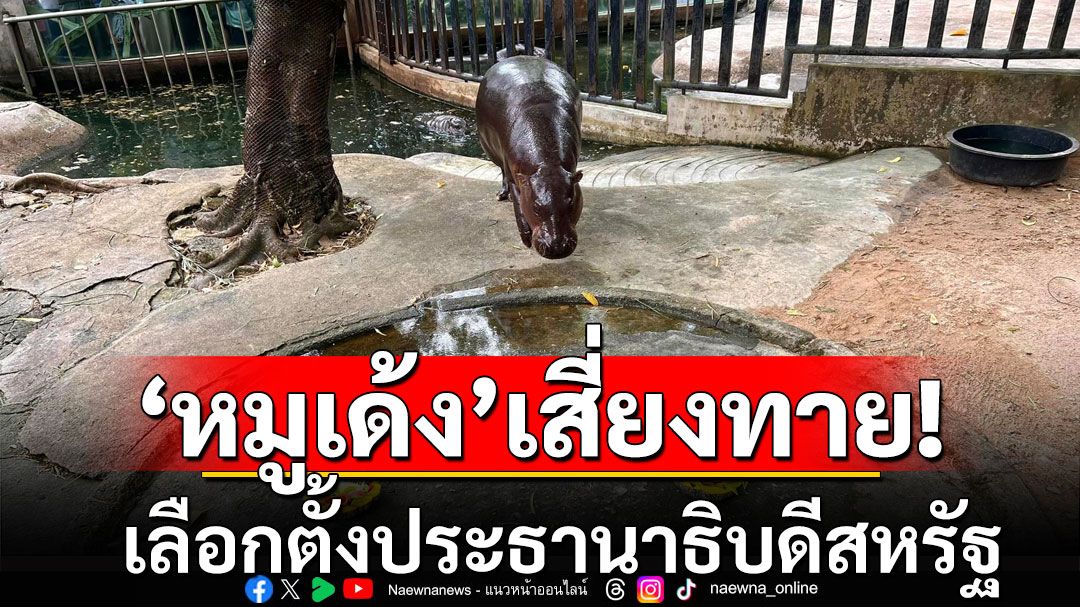 'หมูเด้ง'เสี่ยงทายเลือกตั้งสหรัฐ ประธานาธิบดีอเมริกาคนต่อไป คือคนนี้ รอลุ้นจะใช่หรือไม่?