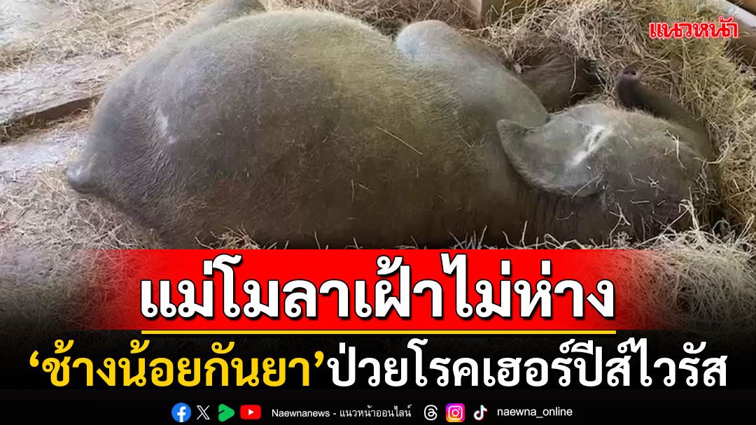 โซเชียลเอาใจช่วย! 'ช้างน้อยกันยา'ติดเชื้อไวรัสEEHV ส่งตัวรักษาสถาบันคชบาล