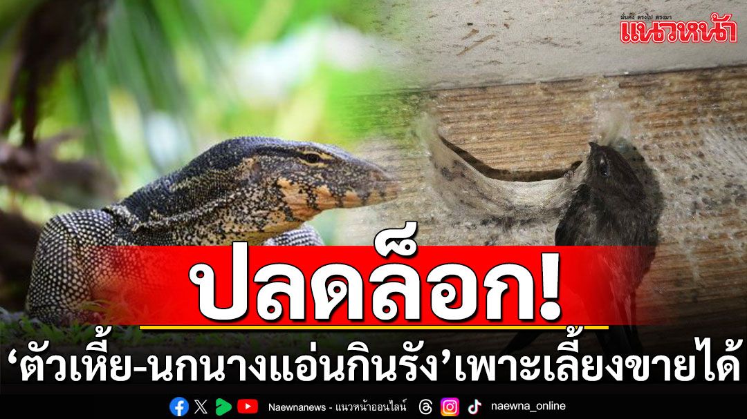 ปลดล็อก! 'ตัวเงินตัวทอง-นกนางแอ่นกินรัง' เพาะเลี้ยงขายได้ ผลักดันเป็นสัตว์​เศรษฐกิจ​