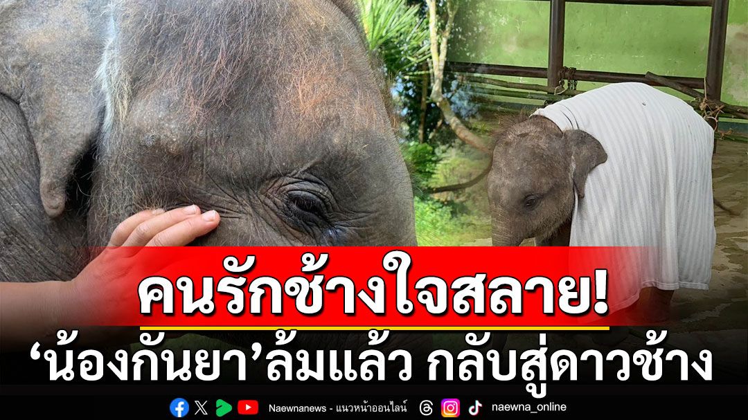 คนรักช้างใจสลาย! 'น้องกันยา'ล้มแล้ว กลับสู่ดาวช้าง