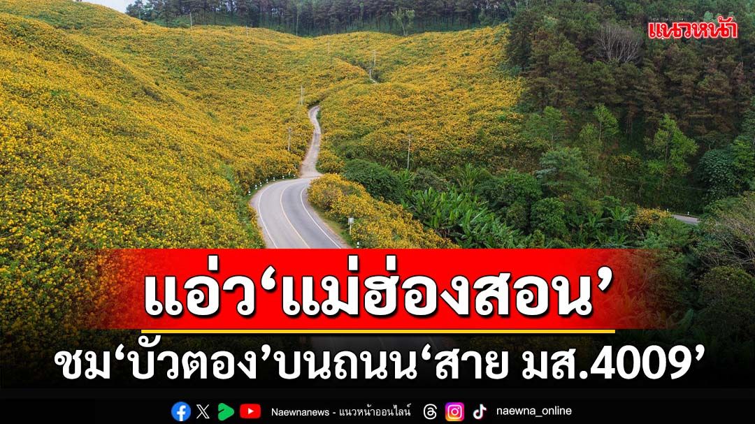 ‘กรมทางหลวงชนบท’ชวนขึ้นเหนือชม‘บัวตอง’บานสะพรั่ง บนถนน‘สาย มส.4009’