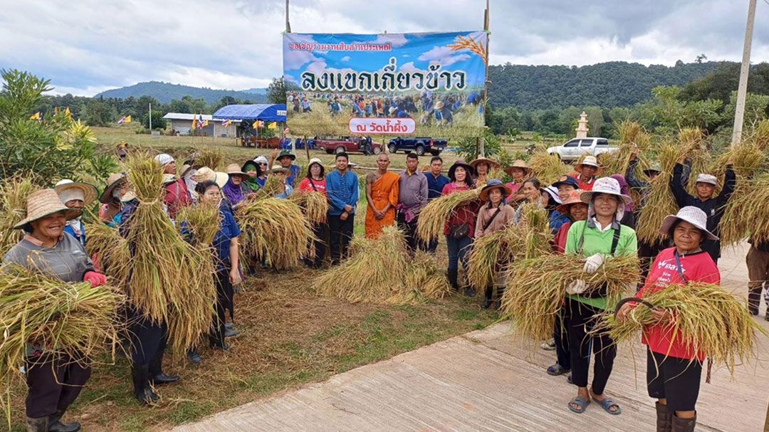 'วัดน้ำผึ้ง'ชาติตระการร่วมฟื้นอนุรักษ์ประเพณีลงแขกเกี่ยวข้าวเผยวัดกลายเป็นจุดรวมน้ำใจ