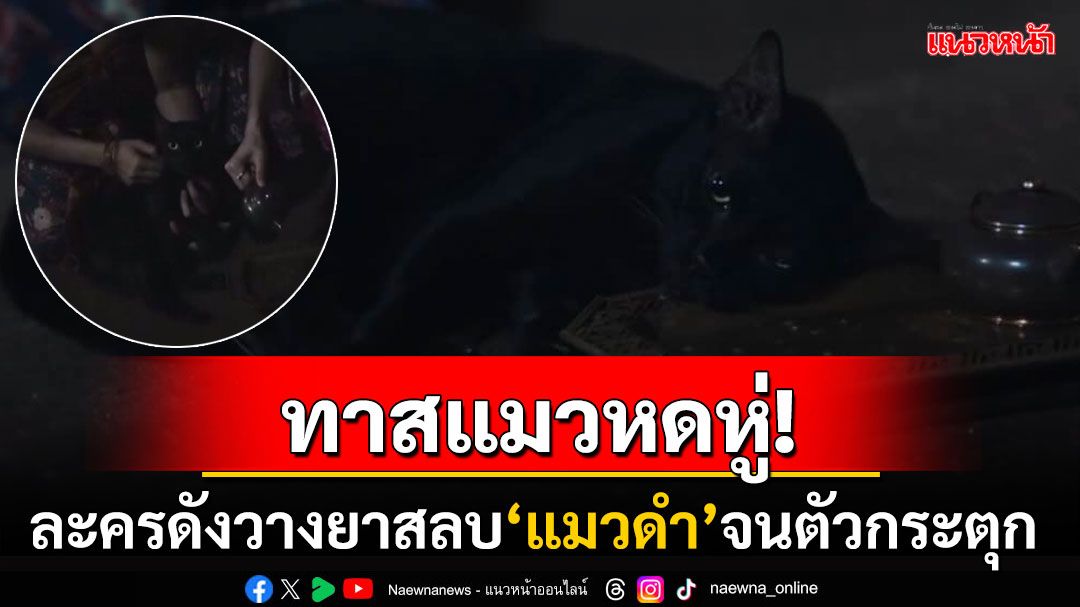 ทาสแมวหดหู่! จวกยับละครดังทารุณกรรมสัตว์ หลังมีฉากวางยา'แมวดำ'จนตัวกระตุก