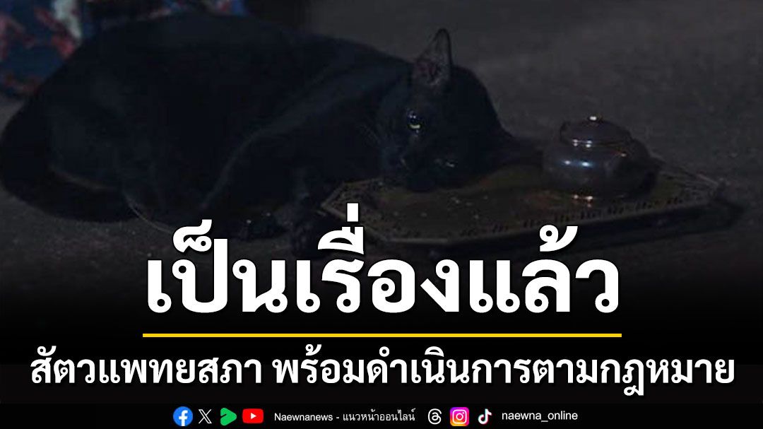 เป็นเรื่องแล้ว! สัตวแพทยสภา พร้อมดำเนินการตามกฎหมาย ปมดราม่าวางยาสลบแมวดำ