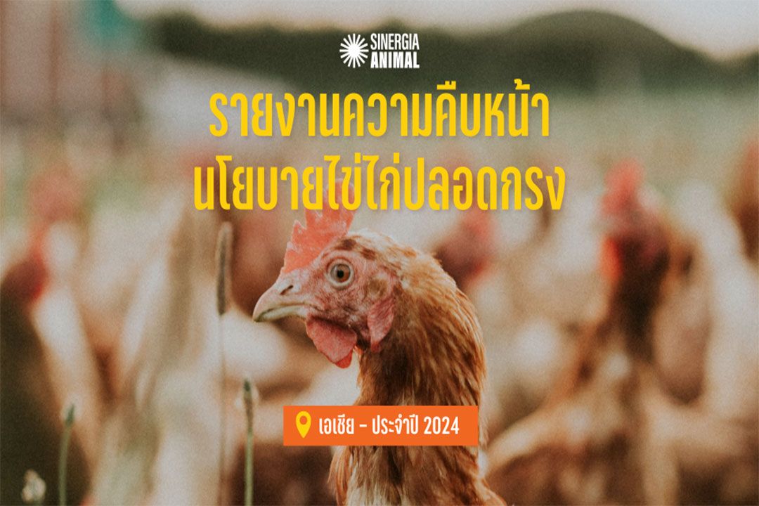 NGO เผย งานความคืบหน้านโยบายไข่ไก่ปลอดกรง ปี 2024