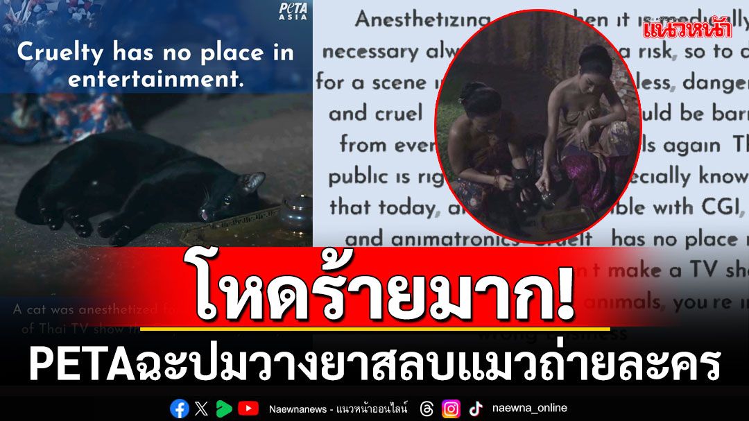 'PETA'เคลื่อนไหว! ปมวางยาแมวสลบแมวดำเข้าฉากละคร แบนผู้กำกับไม่ให้ทำงานกับสัตว์อีก