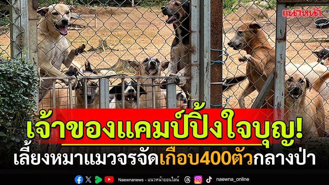 เจ้าของแคมป์ปิ้งใจบุญ! สร้างแคมป์เลี้ยงหมาแมวจรจัด เกือบ400ตัวกลางป่า