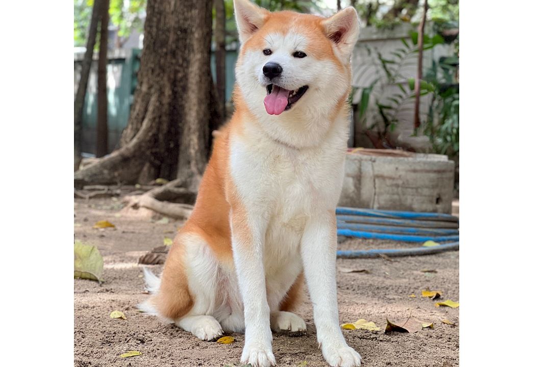 ชวนร่วมชมการแสดงรำพื้นเมือง ฉลองครบรอบ 10 ปีความสัมพันธ์ 'Akita -Thailand' พร้อมชมความน่ารักจากสุนัขพันธ์ 'อะคิตะ'