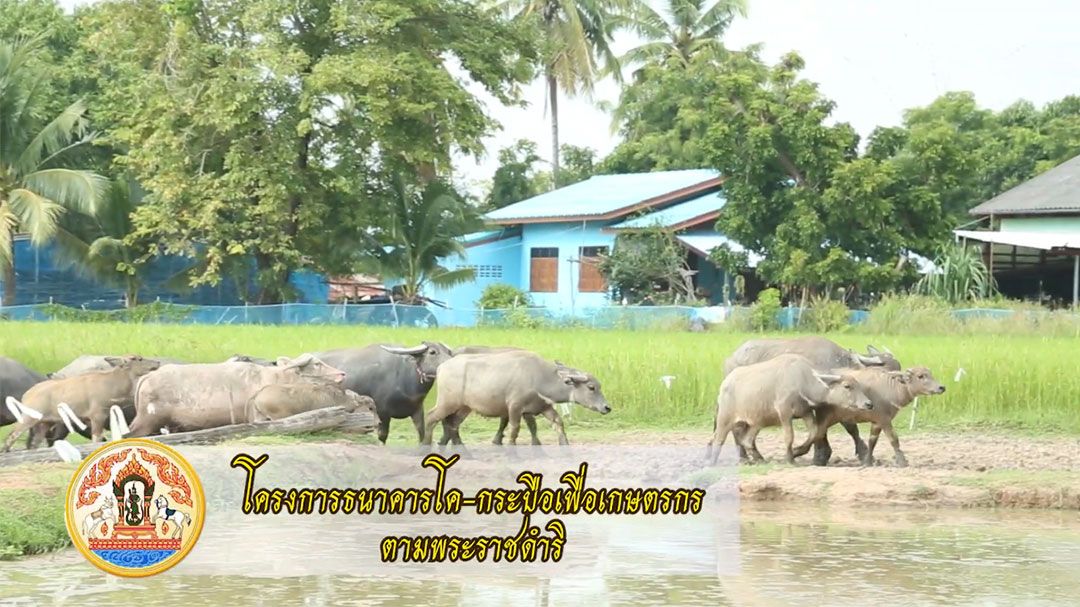 โครงการธนาคารโค-กระบือเพื่อเกษตรกร ตามพระราชดำริ