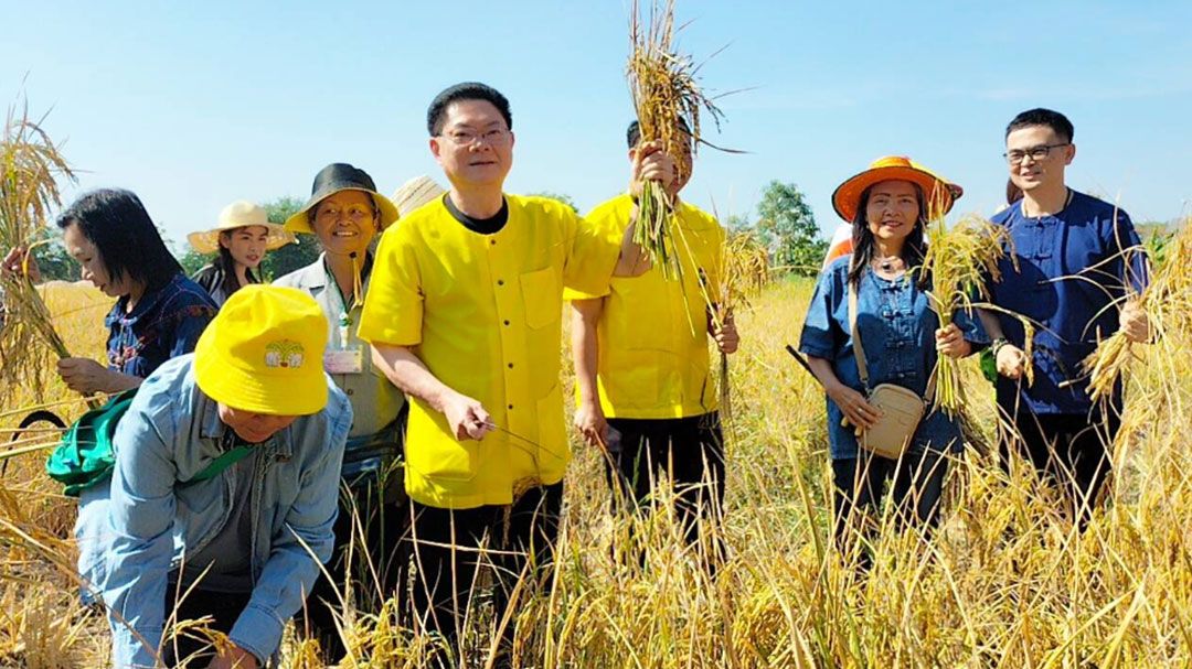 'ทน.ขอนแก่น'นำนักเรียน จับมือชุมชน ลงแขกเกี่ยวข้าว สืบสานประเพณีท้องถิ่นอีสาน