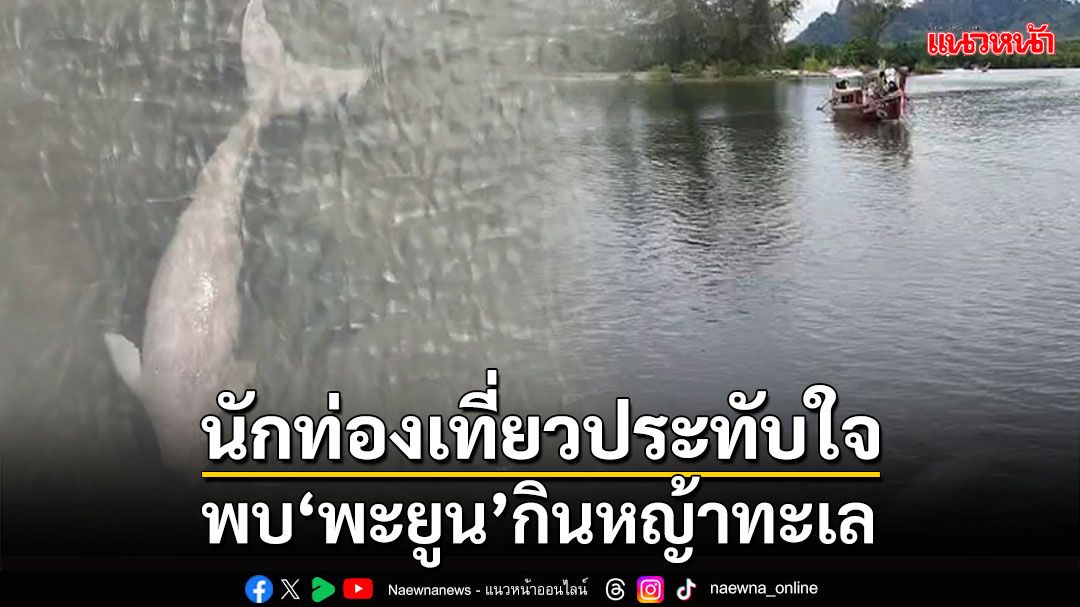 นักท่องเที่ยวสุดประทับใจ! แล่นเรือพบ'พะยูน'โตเต็มวัย กินหญ้าทะเล