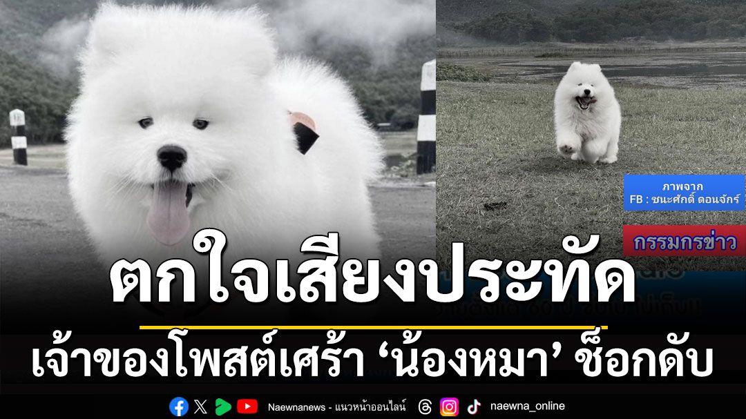 ช็อกดับ! เจ้าของโพสต์เศร้า 'น้องหมา' ตกใจเสียงประทัดคืนเทศกาล