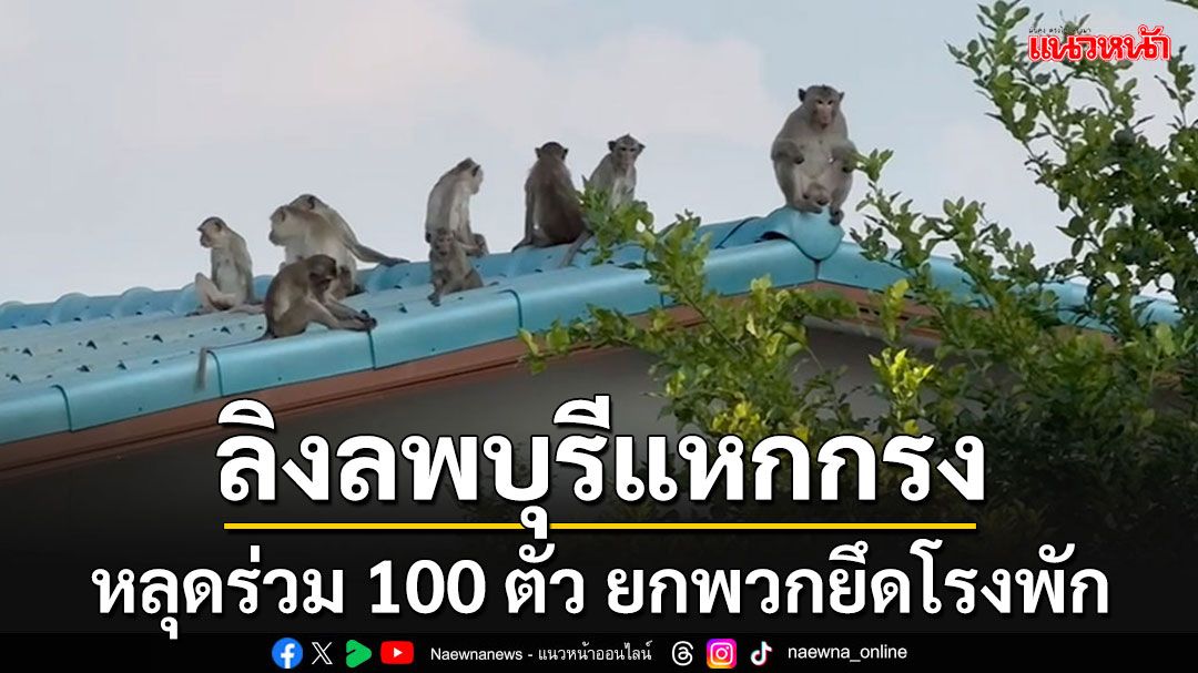 ชาวบ้านแตกตื่น!! ลิงลพบุรีพากันแหกกรงเกือบ 100 ตัว บุกยึดโรงพัก-หลังคาบ้านพรึ่บ