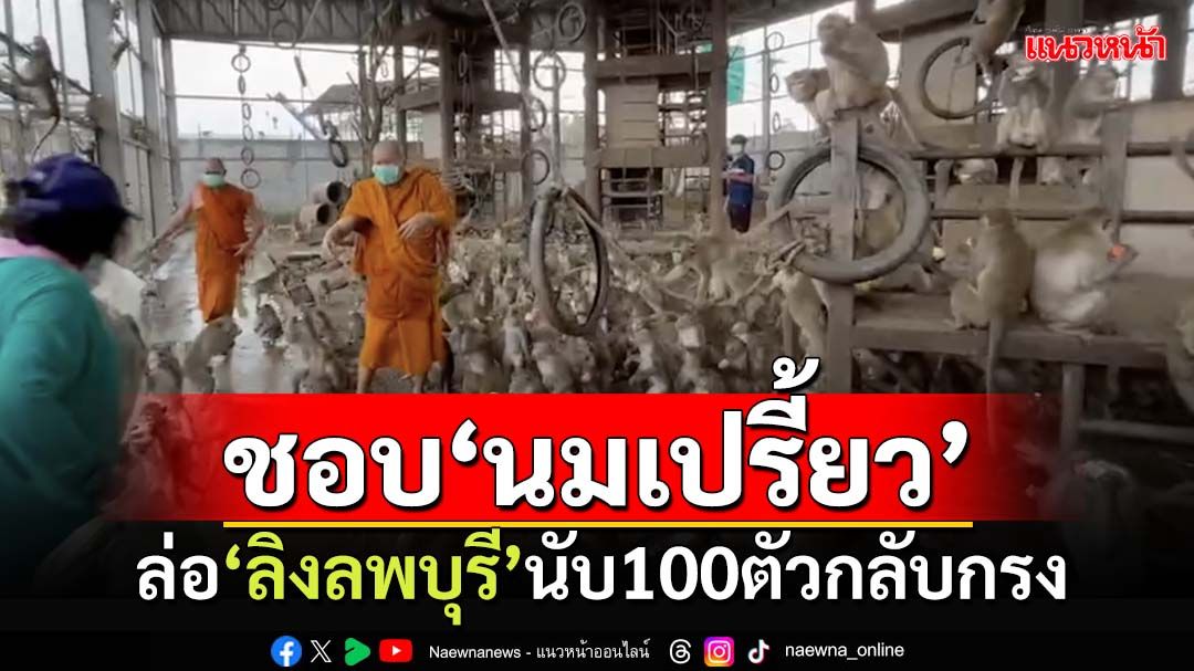 ‘นมเปรี้ยว’ของโปรด!ล่อ‘ลิงลพบุรี’กลับกรง อีกนับ 100 ตัวยังยึดหลังคาบ้าน-โรงพัก