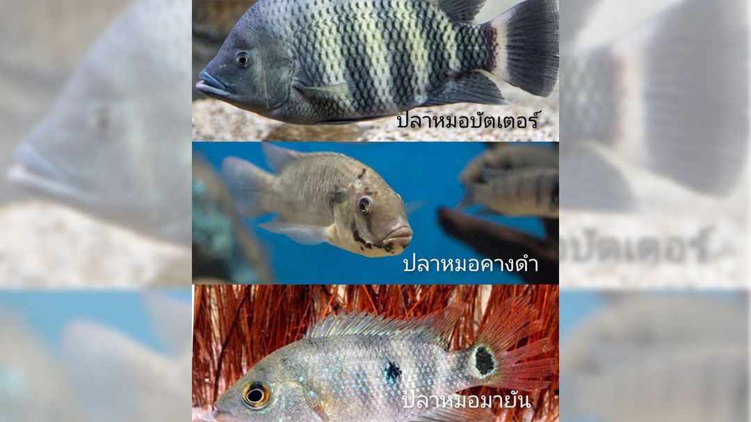 จัดการ‘ปลาเถื่อน’ป้องลอบนำเข้า