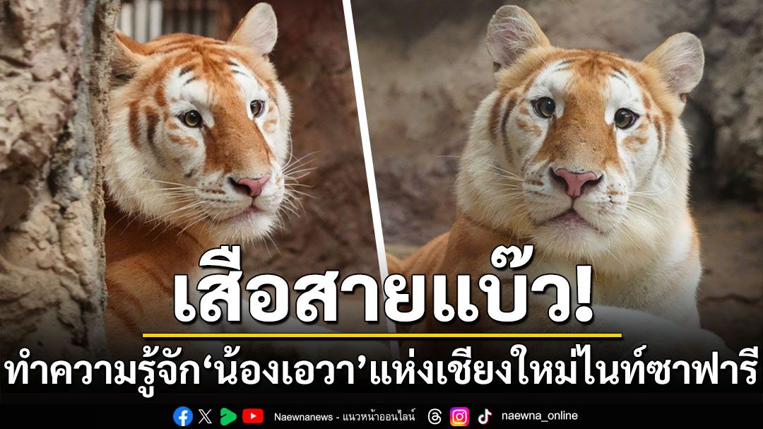 เสือสายแบ๊ว! ทำความรู้จัก'น้องเอวา'แห่งเชียงใหม่ไนท์ซาฟารี