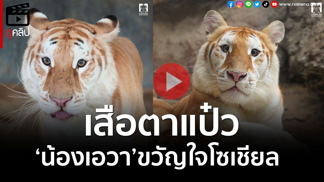 (คลิป) นี่มันแมวชัดๆ! 'น้องเอวา' เสือตาแป๋วขวัญใจชาวโซเชียล