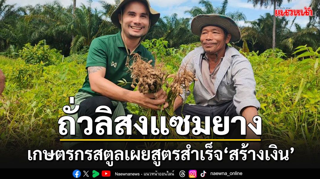 ถั่วลิสงแซมยาง สร้างเงิน! เกษตรกรสตูลเผยสูตรสำเร็จ ปลูก 2 ไร่ 3 เดือนรายได้งาม