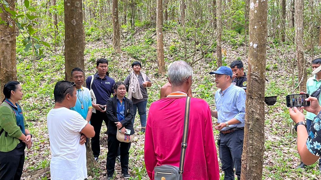 'เกษตรกระบี่' ลงติดตามสถานการณ์การระบาดของศัตรูพืชยางพาราโรคใบร่วง