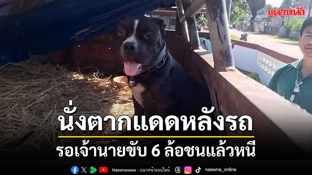 สงสารเจ้าตูบบลูด็อกสีดำนั่งตากแดดหลังรถ 6 ล้อรอเจ้านายเกิดอุบัติเหตุชนแล้วหนี