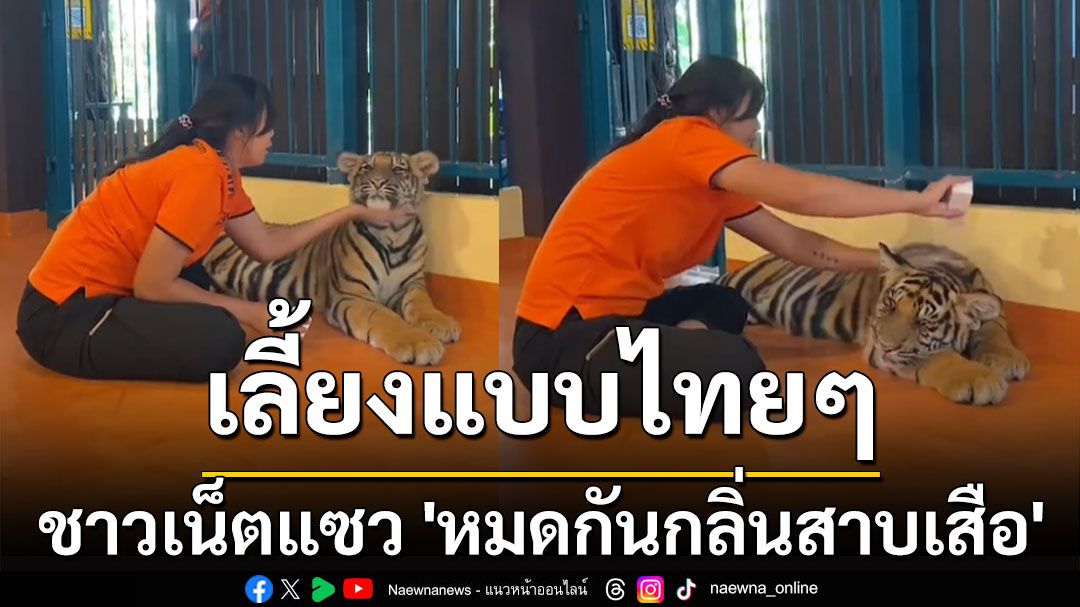 ไวรัลสุดน่ารัก! เลี้ยงแบบไทย ๆ อาบน้ำ-ทาแป้ง ชาวเน็ตแซว 'หมดกันกลิ่นสาบเสือ'