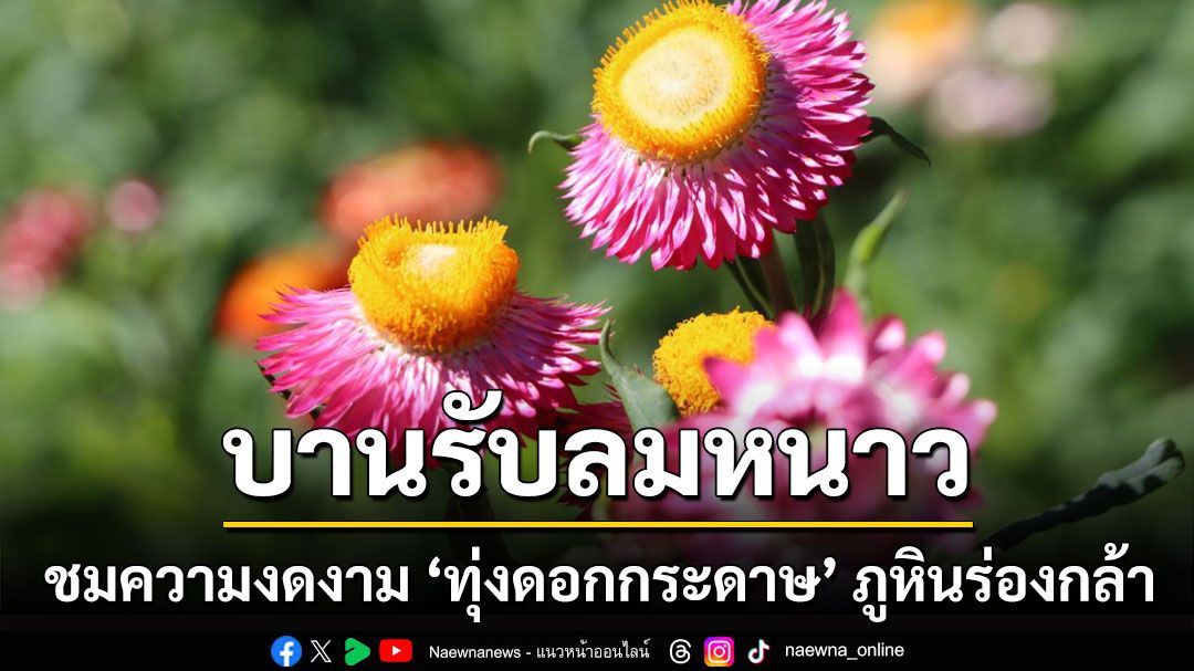 บานรับลมหนาว! ชมความงดงาม ‘ทุ่งดอกกระดาษ’ ภูหินร่องกล้า