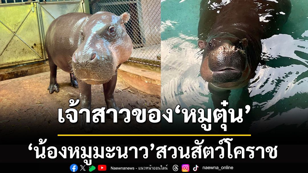 เปิดตัว! 'น้องมะนาว' จากสวนสัตว์โคราช เจ้าสาวสุดสวยของ 'หมูตุ๋น'