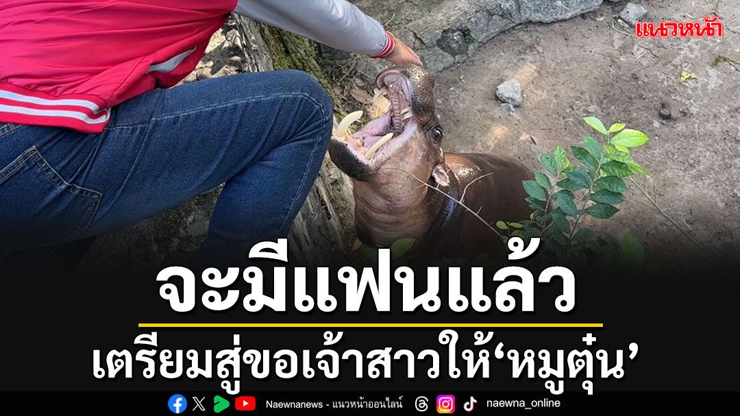 เตรียมสู่ขอ'น้องหมูมะนาว' ให้'หมูตุ๋น'พี่ชาย'หมูเด้ง' หวังพัฒนาสายพันธุ์ฮิปโปแคระ