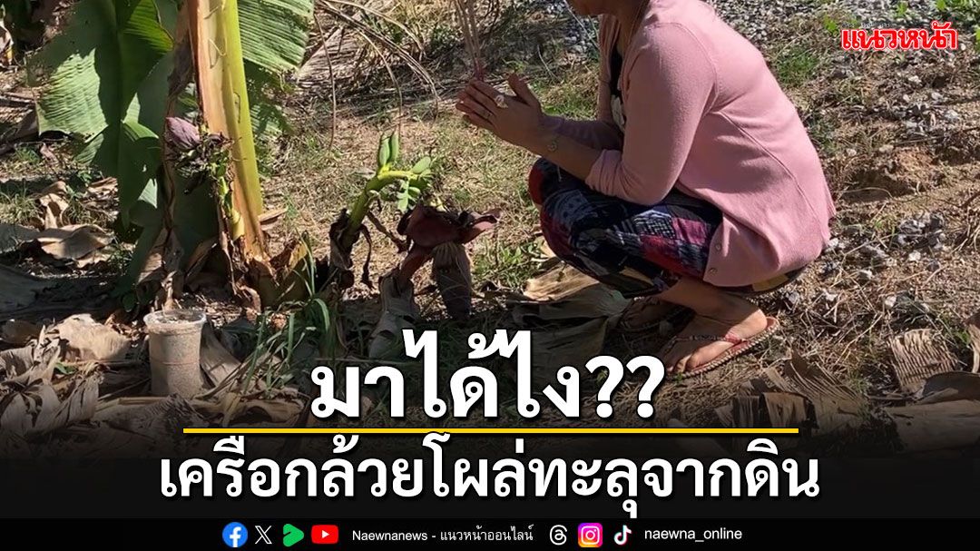 ฮือฮา!! เครือกล้วยโผล่ทะลุจากดิน ชาวบ้านเชื่อจะมีโชคในงวดนี้