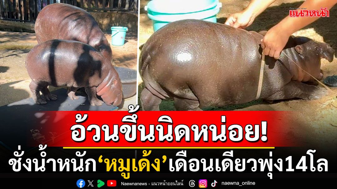 เด็กวัยกำลังโต! เพจดังเผยสัดส่วนฮิปโปน้อย'หมูเด้ง' เดือนเดียวน้ำหนักพุ่งเบาๆ14โล