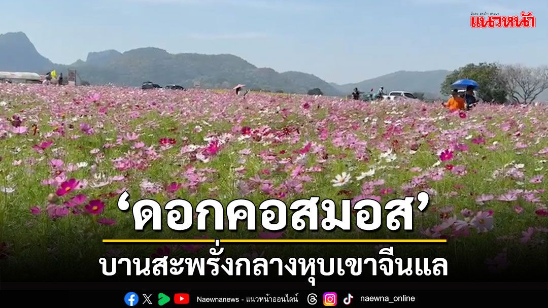 'ทุ่งคอสมอส' บานสะพรั่งกลางหุบเขาจีนแล อำเภอเมืองเมืองลพบุรี