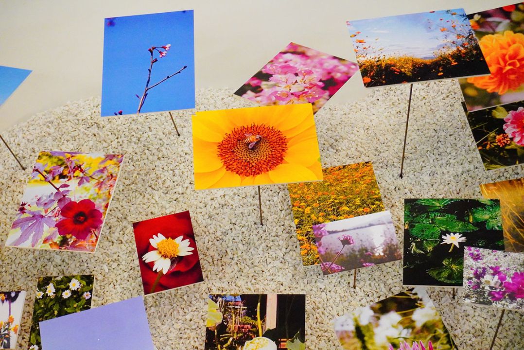 แมด, มันมัน ศรีนครินทร์ ชวนสัมผัสทุ่งดอกไม้ และทิวเขา ‘1 วัน 1,000 ภาพ ครั้งที่ 2 : On the Ground’