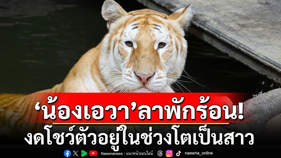 'น้องเอวา'ลาพักร้อน! งดโชว์ตัวอยู่ในช่วงวัยเจริญพันธุ์-โตเป็นสาว