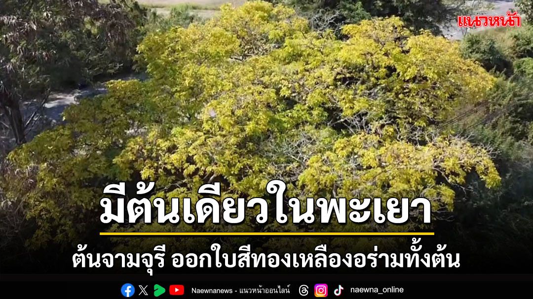 แปลกมีอยู่ต้นเดียวในพะเยา! 'จามจุรี' ออกใบสีทองเหลืองอร่ามทั้งต้น