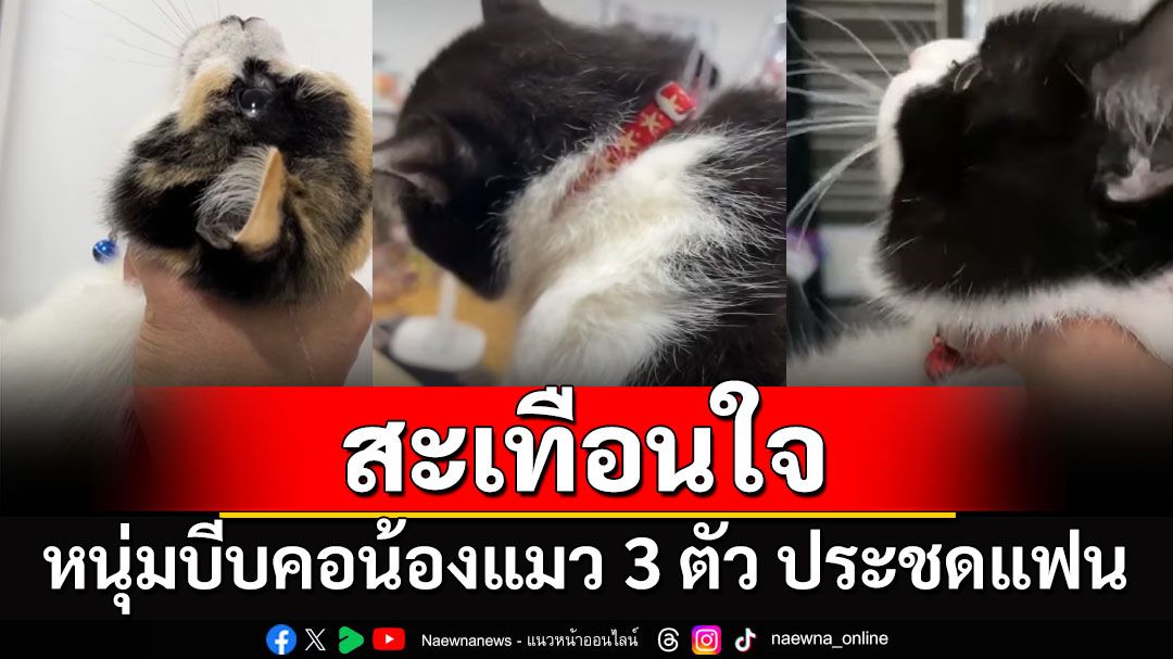 คนรักสัตว์สะเทือนใจ หนุ่มบีบคอน้องแมว 3 ตัว ประชดแฟน