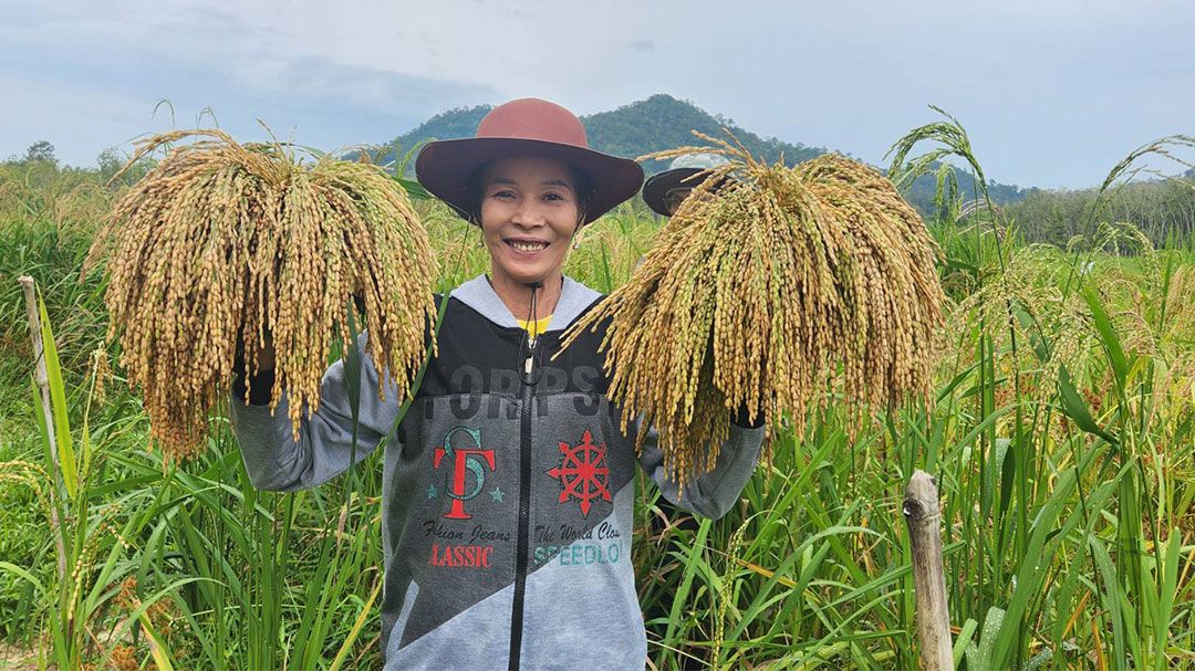 'ชาวกันตัง'ช่วยกันเก็บข้าวไร่นำมาทำข้าวเม่า หลังหากินยาก ห่างหายไปนานเกือบ 30 ปี