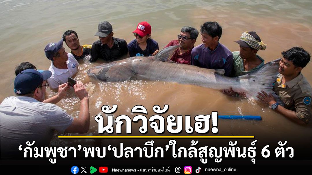 นักวิจัยเฮ! 'กัมพูชา'พบ'ปลาบึก'ใกล้สูญพันธุ์ 6 ตัว