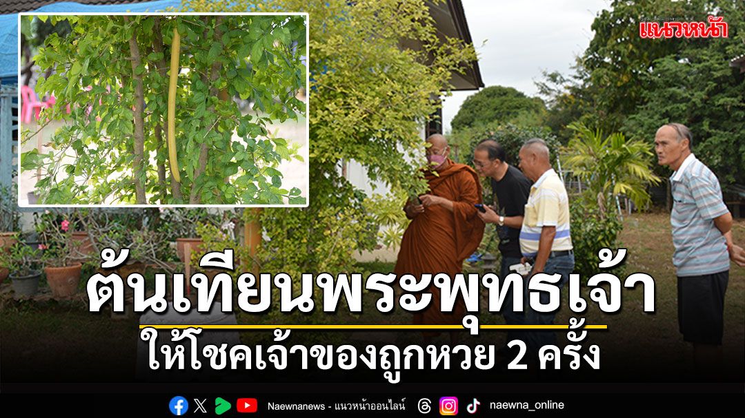 แห่ชม'ต้นเทียนพระพุทธเจ้า' ให้โชคเจ้าของถูกหวย 2 ครั้ง