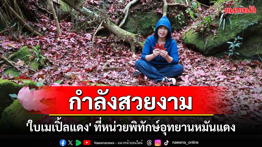 เปิดฤดูชม 'ใบเมเปิ้ลแดง' ที่หน่วยพิทักษ์อุทยานหมันแดง ภูหินร่องกล้า