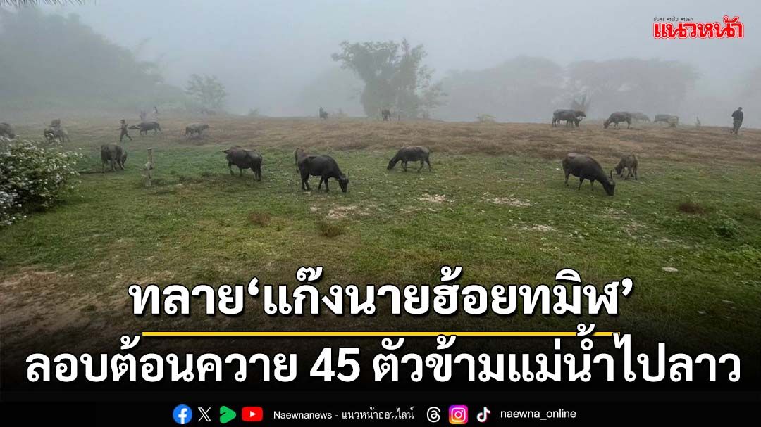 ‘ตชด.เลย’ทลาย‘แก๊งนายฮ้อยทมิฬ’ ลอบต้อนควาย 45 ตัวข้ามแม่น้ำเหืองไปลาว