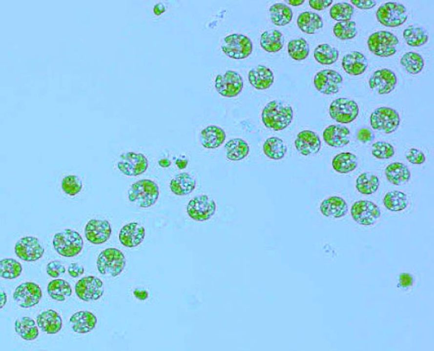 วิทยาศาสตร์ สำหรับเยาวชน : สาหร่ายขนาดเล็ก (Microalgae)