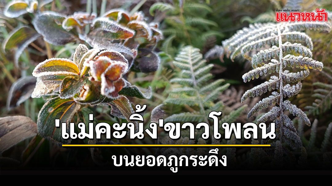 'แม่คะนิ้ง' ขาวโพลนอวดโฉมยอดภูกระดึงหนาว 8.5 องศา